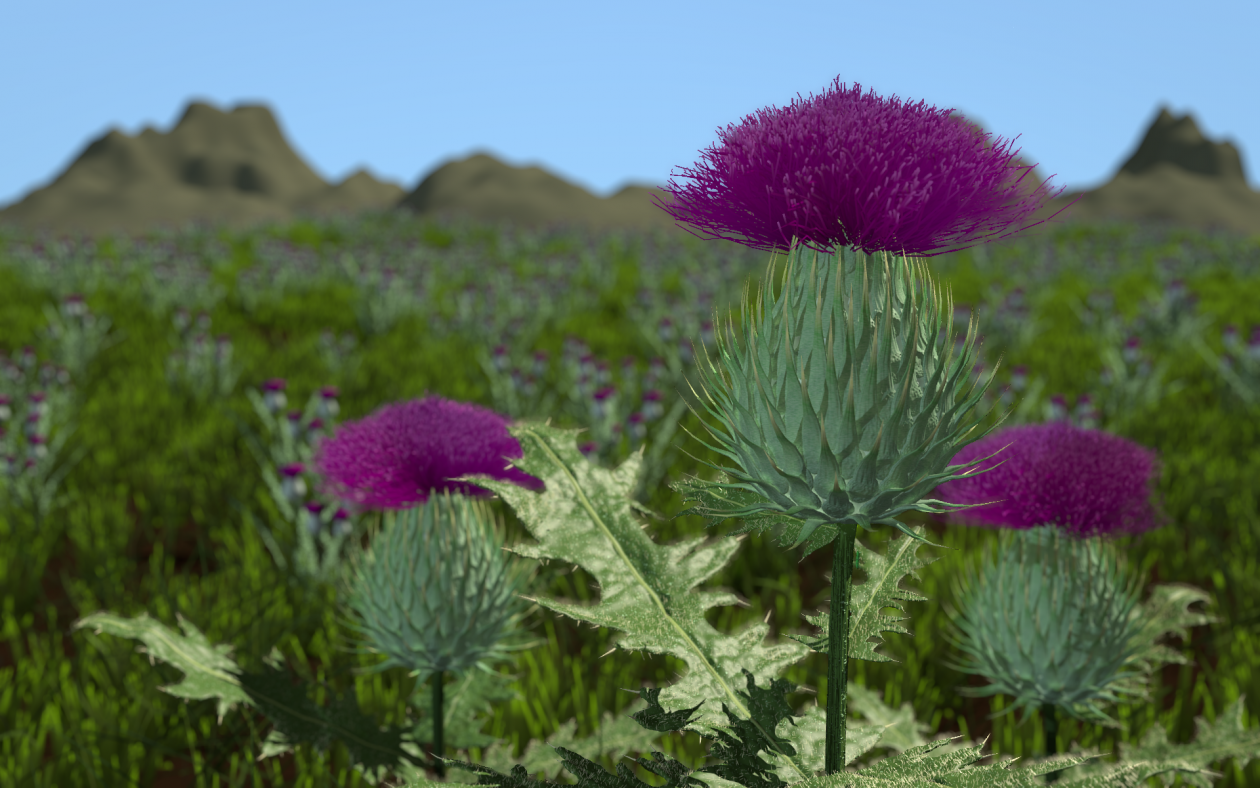Thistles